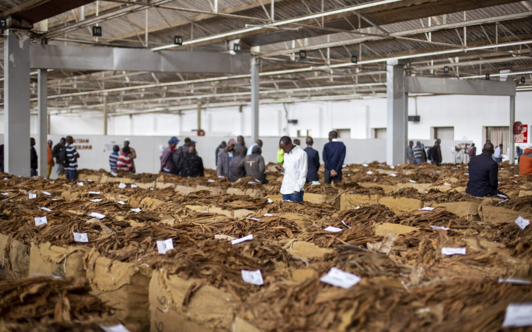 Second survey on tobacco production rolls out