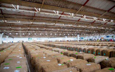 11 companies to buy Malawi tobacco – new buying company on board